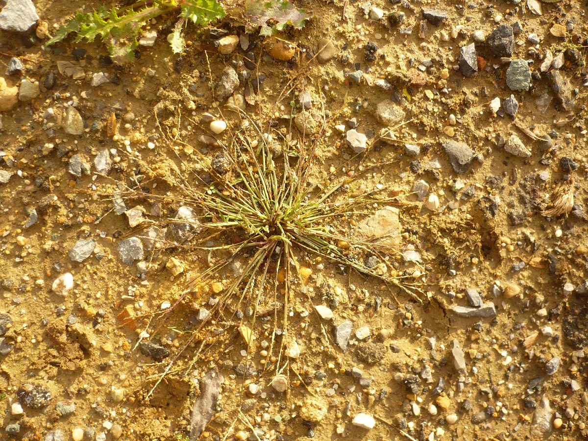 Digitaria ischaemum (Poaceae)